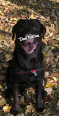 Woofy: Garderie and Pension-Hôtel pour Chien thumb 6